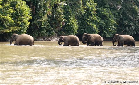 TENTANG GAJAH SUMATERA > WCS Indonesia