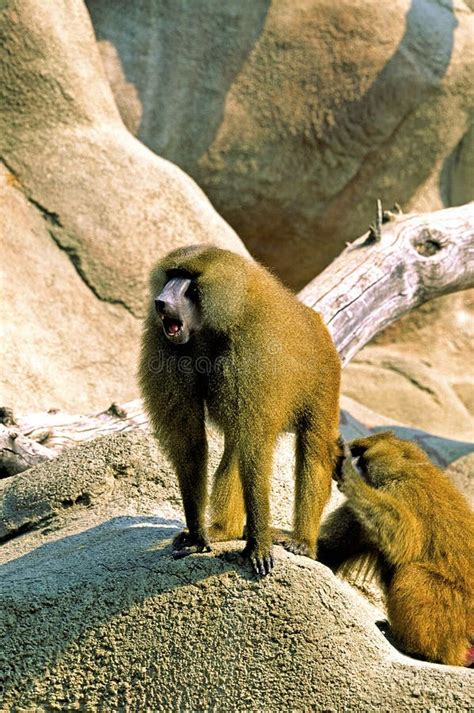 Two Baboons of Guinea on a Rock are Removing Lice, Africa, Wildlife, Animal,monkeys Stock Image ...