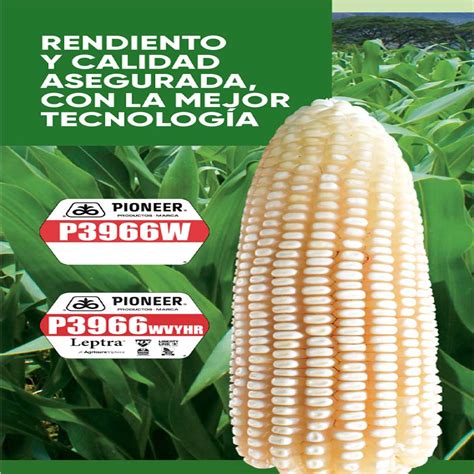 SEMILLAS DE MAIZ PIONEER P3966W – DISTRIBUCIONES H y H