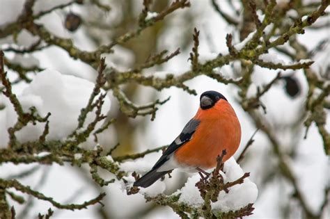 Free Images : tree, nature, branch, snow, winter, flower, wildlife, spring, beak, weather ...