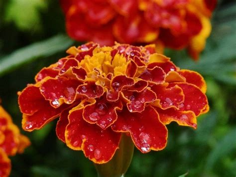 Marigold Flower Meaning, Symbolism, and Folklore - Petal Republic