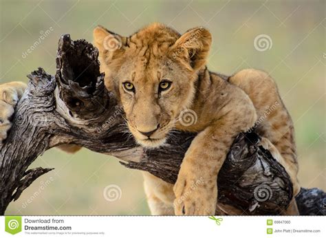 Close Up of the Face of a Lion Cub Stock Photo - Image of mammals ...