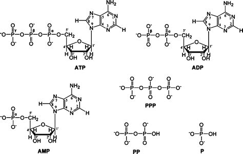 Phosphoester Bond In Atp