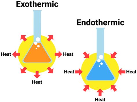 Endothermic And Exothermic Reactions Examples