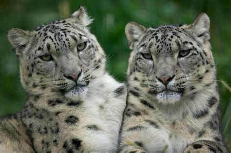 Snow Leopard - The Big Cat ~ Animal Pictures Gallery