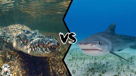 TIGER SHARK VS SALTWATER CROCODILE - Who Would Win a Battle? - YouTube