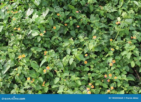 Lantana Camara Flowers Plants Scene Stock Photo - Image of indian ...