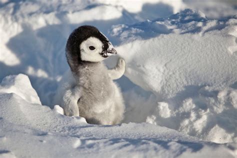 Baby Pingu. : r/aww