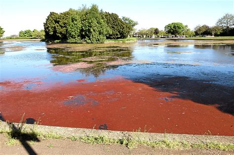 Alarm over build-up of red algae scum at Swannie Ponds