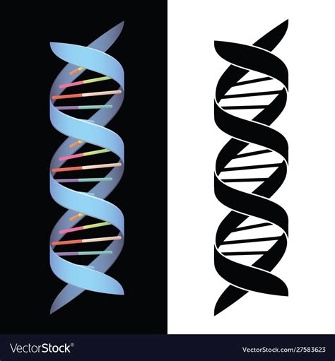 Dna spiral helix Royalty Free Vector Image - VectorStock