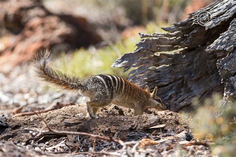 Numbat | Wildlife Watching in Australia