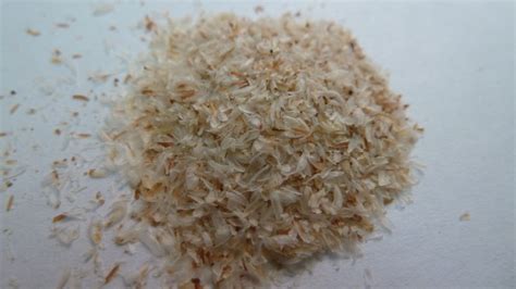 Les incroyables bienfaits du psyllium: avis sur cette plante indienne curative - Therapeutes ...