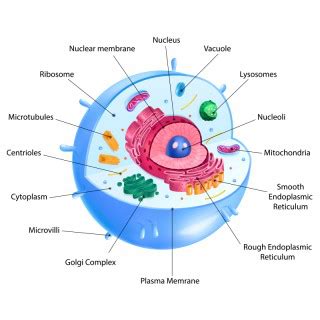 Cytoplasm - Introduction, Structure, Function, Organelles - GeeksforGeeks