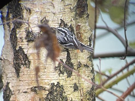 eBird Checklist - 6 Dec 2023 - Green Lake - 31 species