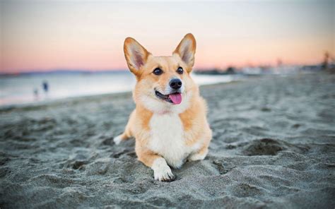 Corgi Wallpapers HD Free Download