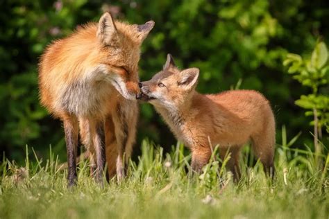 Fox Behavior - All Things Foxes - Behavior and Habits