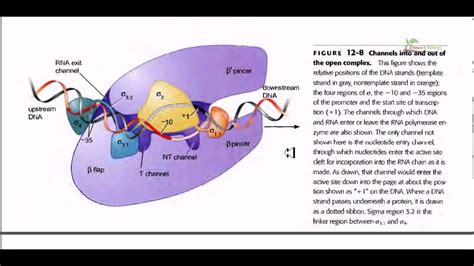 [DIAGRAM] Rna Polymerase Diagram - MYDIAGRAM.ONLINE