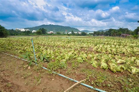 Agricultural Land Affected by Flooding. Flooded Field Stock Image ...