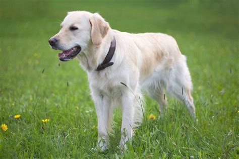 White Golden Retriever: Puppies, Facts, Lifespan & Intelligence