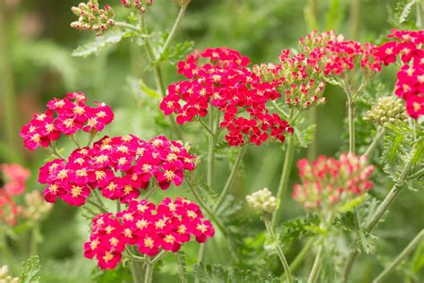 Yarrow Flower Meaning