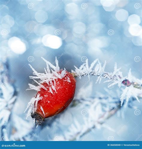 Frozen hip stock photo. Image of background, nature, fresh - 36650040