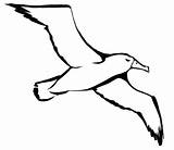 Albatross Coloring Page  Animals Town color Sheet sketch template