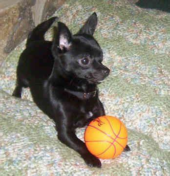 Black Deer Head Chihuahua Mix - Pets Lovers