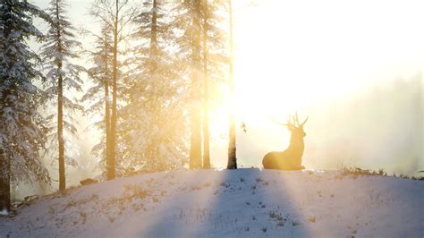 Proud Noble Deer Male in Winter Snow Forest 6118554 Stock Video at Vecteezy