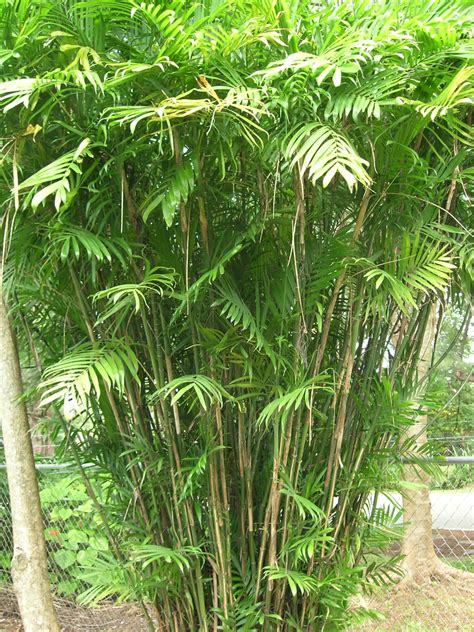 Chamadorea seifrizii 'Bamboo Palm' Large Swipe | Etsy