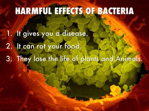 BENEFICIAL AND HARMFUL EFFECTS OF BACTERIA