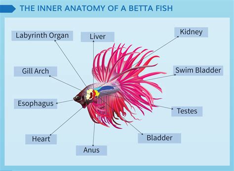 Betta Fish Care Guide: How to Setup Your Betta Fish Tank (Infographic)