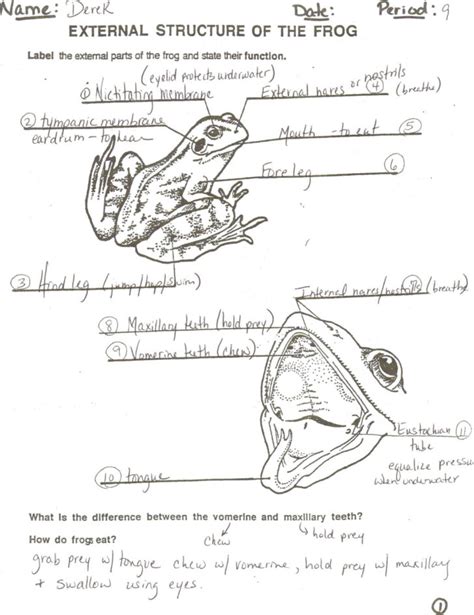 Frog Dissection Youtube Dissection Frog Dissection — db-excel.com