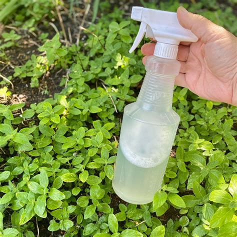 Homemade Garden Spray for Aphids & Leaf Hoppers