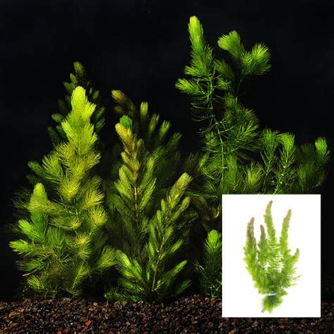 Live Plant - Hornwort / Foxtail - Bunch/Bag - Aquarium Central