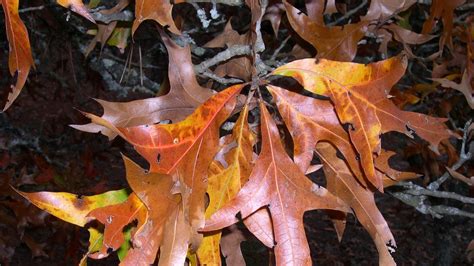 Turkey oak gets its name from leaf shape