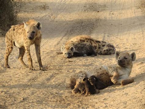 Hyena cub births: the good, the bad & the gory - Africa Geographic