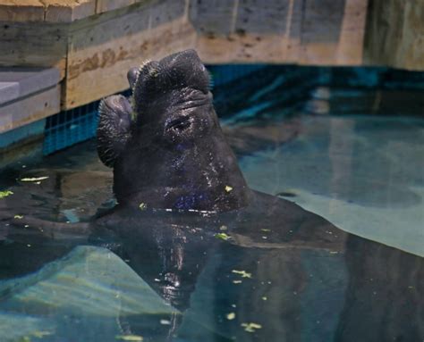 Happy Birthday Snooty, The South Florida Museum | Floridaography……