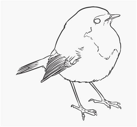 Bird, Lineart, Lines, Drawing, Nature, Artwork, Outline - Robin Bird Line Drawing, HD Png ...