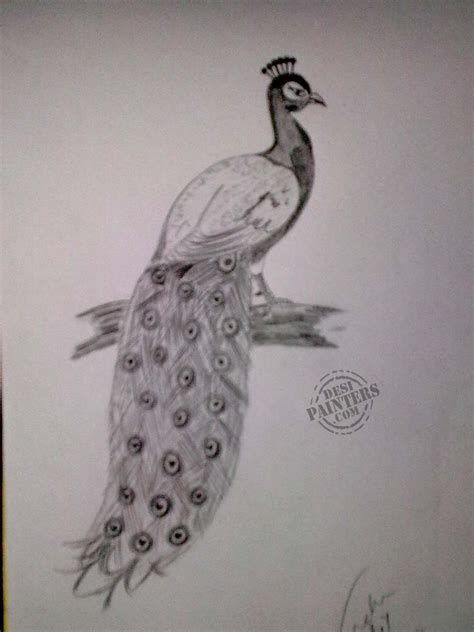 Pencil Sketch of Peacock - Desi Painters