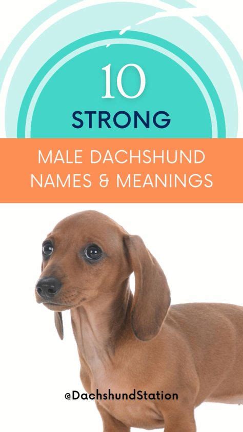 98 Best Dachshund Names ideas in 2021 | dachshund puppies, dachshund, puppy names