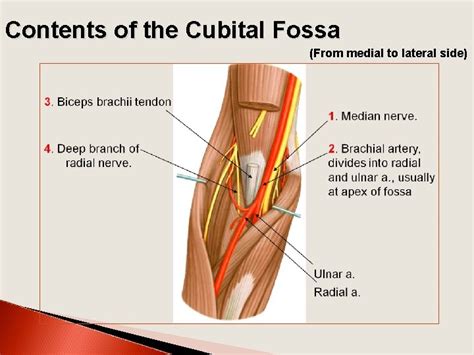 Arm Cubital Fossa Elbow Joint Dr Zeenat Zaidi