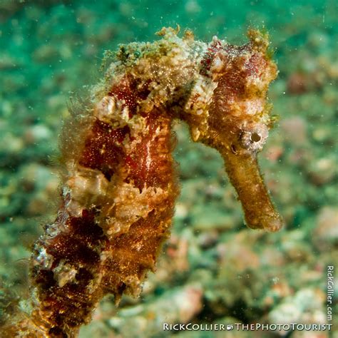 Red Seahorse | This red seahorse was out swimming freely alo… | Flickr