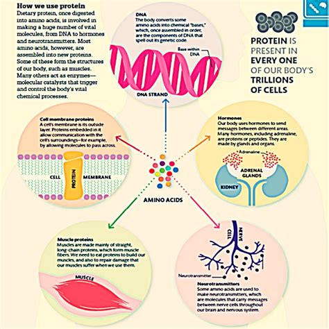 Proteins |Nine important functions done by protein in body . | dairyisfood