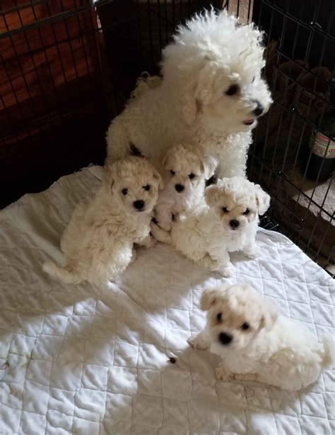 ESCAPADE BICHONS - Bichon Frise Puppies For Sale - Born on 04/21/2019