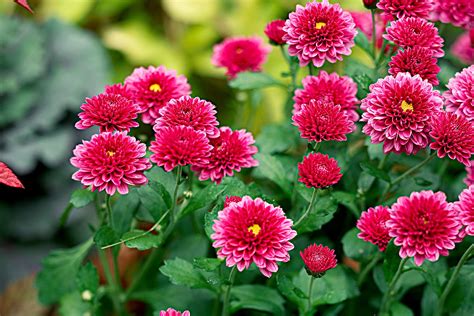 5 Tips for Growing Hardy Mums that will Bloom Year After Year (With images) | Shade perennials ...