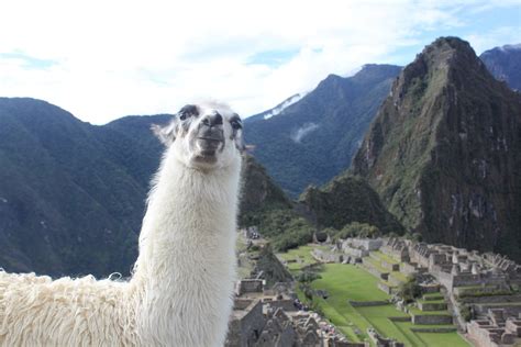 Free stock photo: Llama, Machu Picchu, Peru, Animal - Free Image on ...