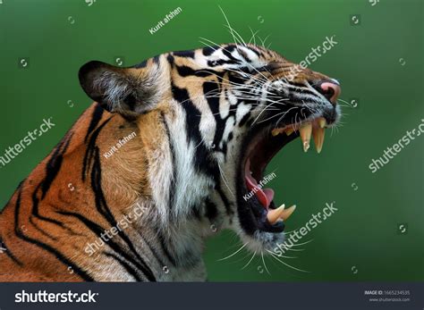 Angry Face Sumatran Tiger Animal Angry Stock Photo 1665234535 | Shutterstock