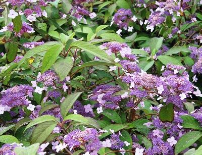 Hydrangea aspera Villosa Group | Planet Plants