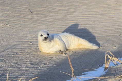 Gray Seal Pup Sampling on Monomoy Island - Seacoast Science Center