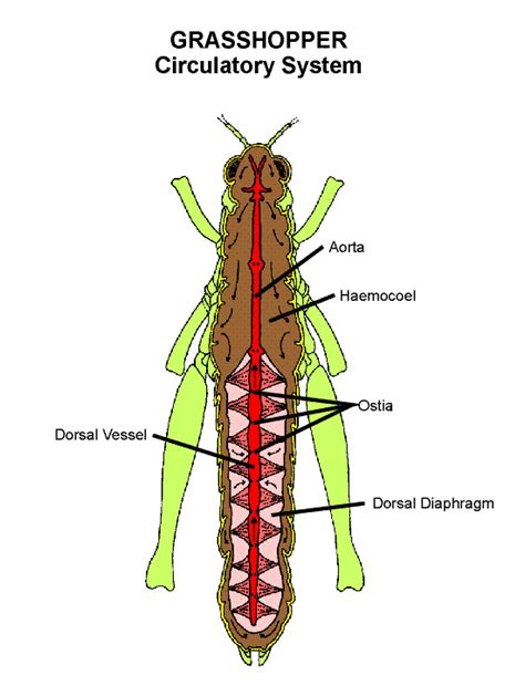 Grasshopper Circulation | Entomology | Nebraska